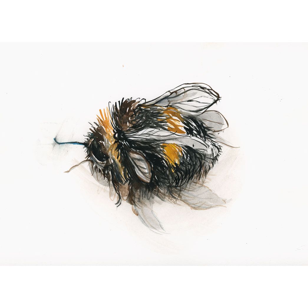 Deceased Bumble Bee in Colour