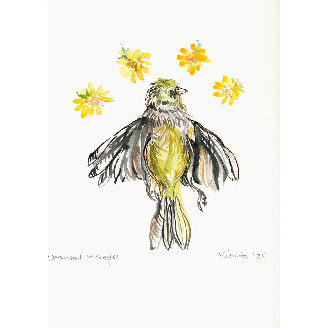 Deceased Wax Eye